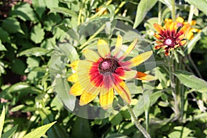 Yellow flower of Echinacea