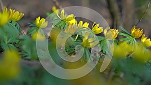 Yellow flower, Eranthis hyemalis