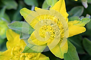 Yellow Flower of Euphorbia polychroma photo