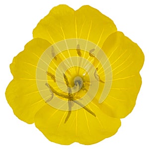 Yellow flower of Evening Primrose, lat. Oenothera, isolated on w