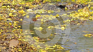 Yellow flower falling on creek.