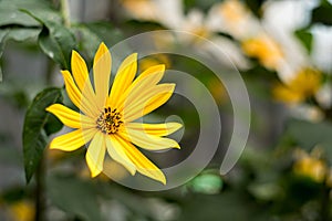 Yellow flower from the family Asteraceae