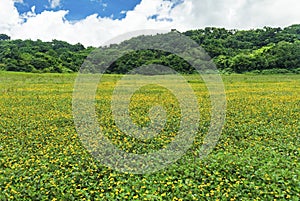 Yellow flower field