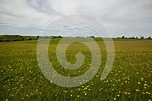 Yellow flower in the field