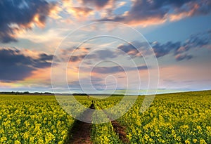 Yellow flower field