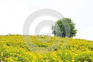 Yellow flower field and big tree