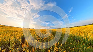 Yellow flower field and blue sky