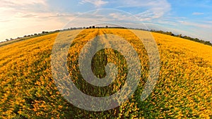 Yellow flower field and blue sky .