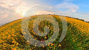 Yellow flower field and blue sky.