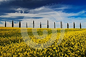 Yellow flower field with clear dark blue sky with white clouds, Tuscany, Italy. Yellow meadow with flower. Yellow bloom with