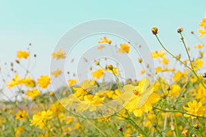 Yellow flower field meadow