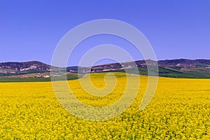 Yellow Flower Field with Mountain Background in El Krib, Northwest Tunisia