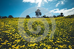 Yellow Flower Field nature sky