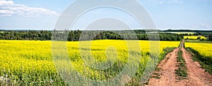 Yellow flower field in Nova Scotia, Canada