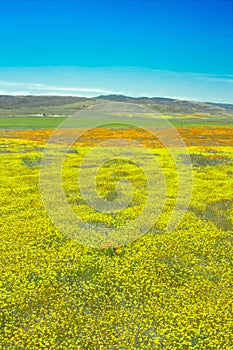 Yellow flower field with orange poppies and blue sky