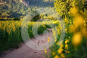 The yellow flower fields