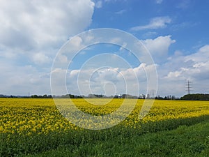 Yellow flower fields  and behind the Biblis nuclear power plant  Bergstrasse  Hessen  with a clear sky.