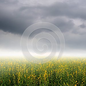 Yellow Flower fields and rainclouds