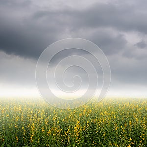 Yellow Flower fields and rainclouds photo