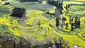 Yellow flower fields surround quaint rural homes in Luosi Field, Luoping China