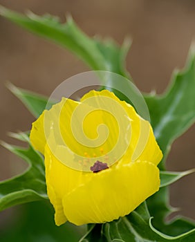 Yellow flower with a firey red core. photo