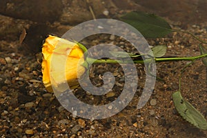 A yellow flower floating in the beach water between the dark rocks. Cloudy day