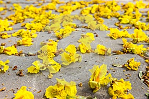Yellow flower on floor,Yellow Poinciana, selected focus