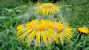 Yellow flower, Flower elecampane,