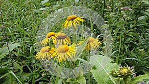 Yellow flower, Flower elecampane,