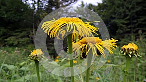 Yellow flower, Flower elecampane,