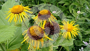 Yellow flower, Flower elecampane,