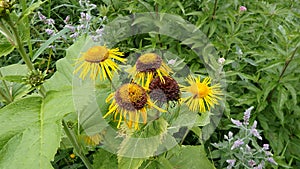 Yellow flower, Flower elecampane,