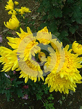 Yellow flower, this flower growth in the flower pot