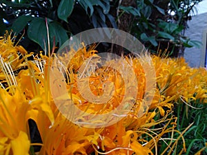 Yellow flower. Flowering. Flower farming. Lycoris flower. Long yellow daylily. Nerine flower. Photo captured at day time.