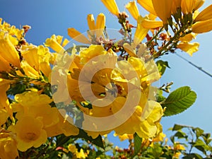 Yellow Flower flowers closeup on frutex with beautifuly blue sky and green leaf