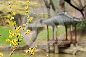 A yellow flower is in the foreground of a park with a wooden pavilion in the bac