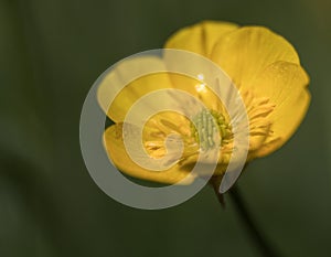 Yellow flower of freshly blossomed field photo