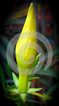 Yellow flower of gardan flower India