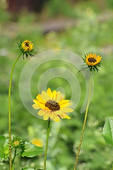 Yellow flower in the garden