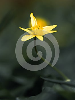 yellow flower in the garden