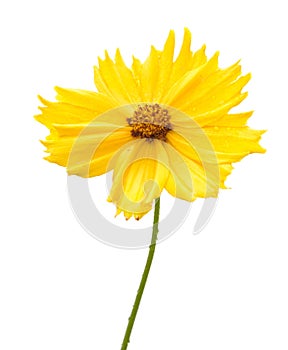 Yellow flower of garden Coreopsis photo