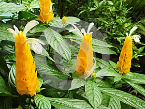 Yellow flower in the garden. Pachystachys lutea or Yellow lollipop Flower.