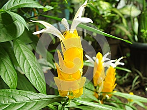 Yellow flower in the garden. Pachystachys lutea or Yellow lollipop Flower.