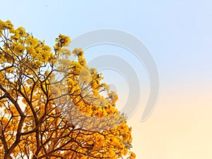 Yellow flower in the garden Silver trumpet tree.