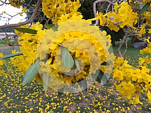 Yellow flower in the garden Silver trumpet tree.