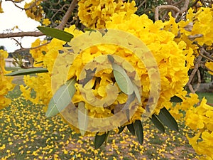 Yellow flower in the garden Silver trumpet tree.