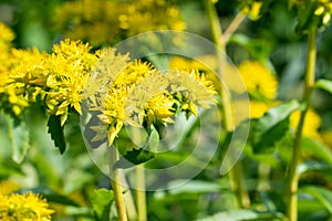 Yellow flower in the garden. soft focus