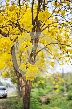 Yellow flower in the garden, Tabebuia chrysantha Nichols or Golden Tree, Tallow Pui with blue sky photo