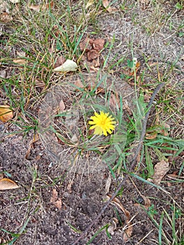 Yellow flower at gazon in city