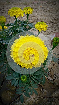 Yellow flower genda in punjab photo